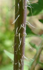  Stem-lower part with hairs